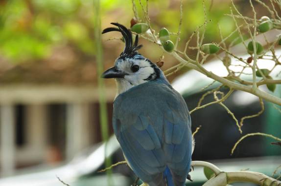 A Urraca, um belo pássaro muito comum na Isla Ometepe, no lago Nicarágua, sul do país